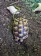 Marginated : Young approx 3 years old (Ray)